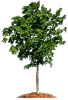 0104tree1.png