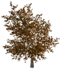 Autumn_Tree.png