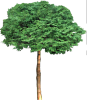 tree45353.png