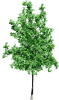 tree465.png