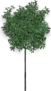 tree4675.png