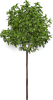 tree4767.png