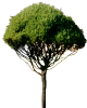 tree554324.png