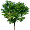 tree6459.png