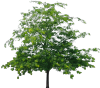tree65s.png