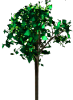 tree765765.png