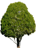 tree7658009.png